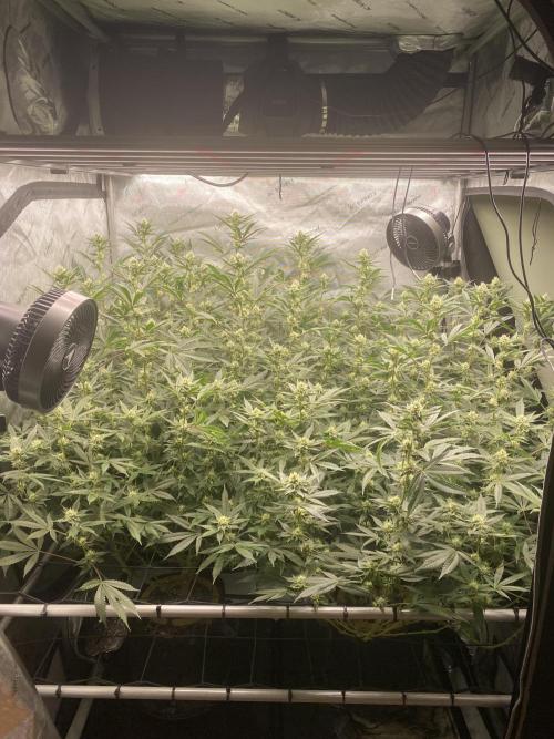 Double cheetah. Week 8