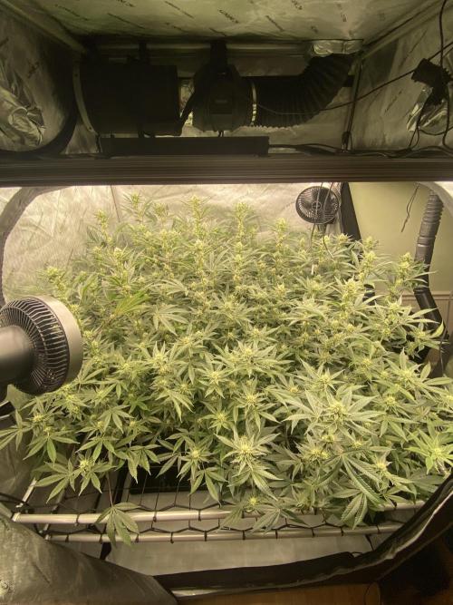 Double cheetah. Week 8