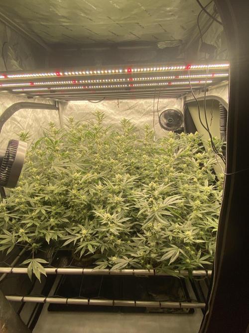 Double cheetah. Week 8