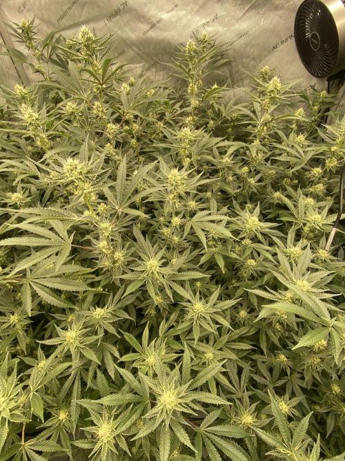 Double cheetah. Week 8