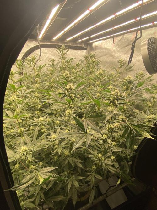 Double cheetah. Week 8