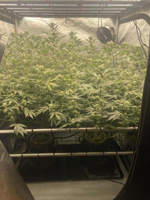 Double cheetah. Week 8