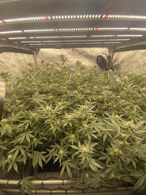 Double cheetah. Week 8