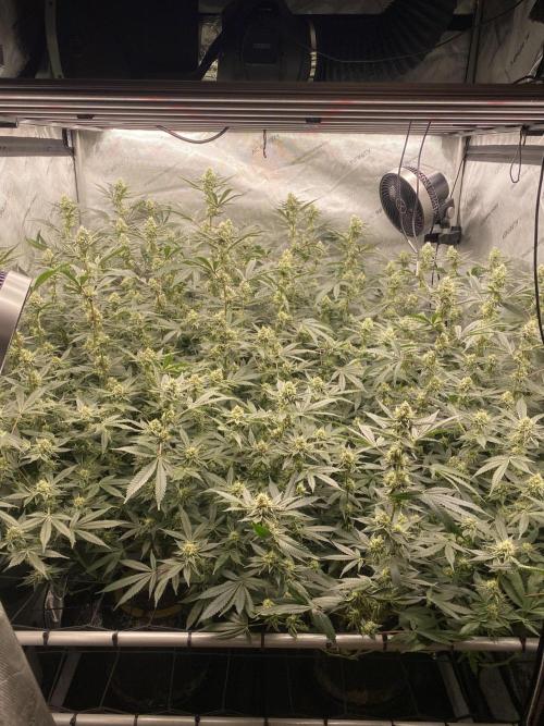 Double cheetah. Week 9