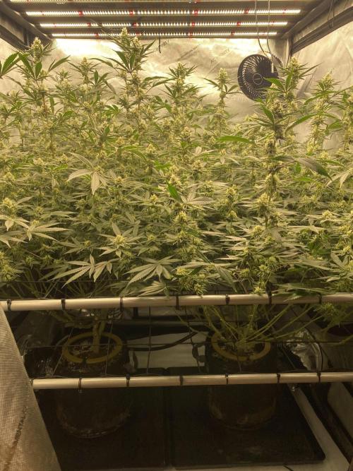 Double cheetah. Week 9