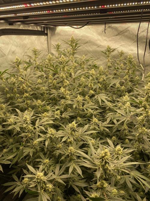 Double cheetah. Week 9