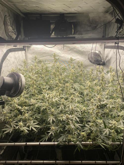 Double cheetah. Week 10