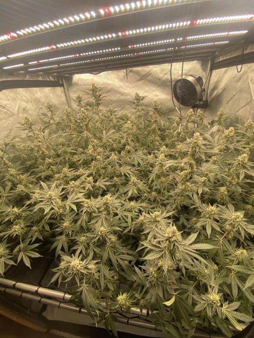 Double cheetah. Week 10