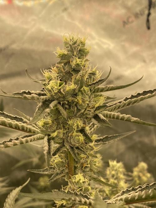 Double cheetah. Week 10