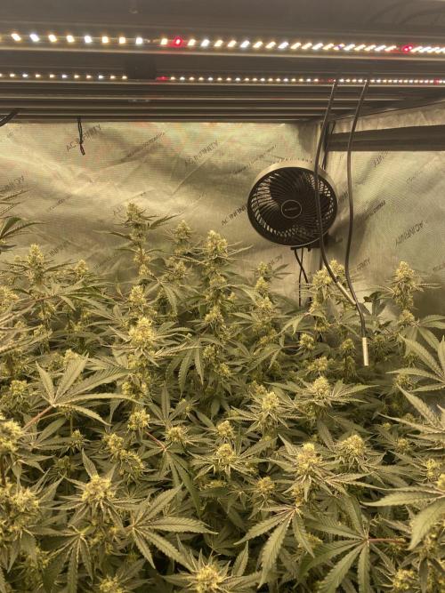 Double cheetah. Week 10