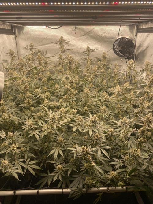 Double cheetah. Week 11