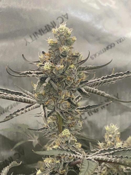 Double cheetah. Week 11