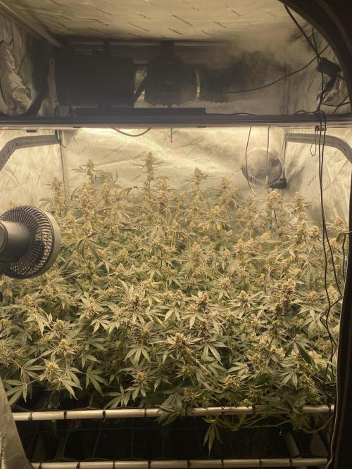 Double cheetah. Week 12
