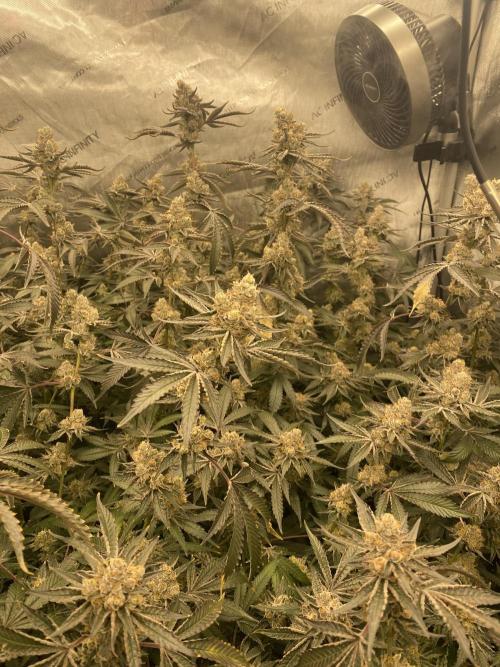Double cheetah. Week 12