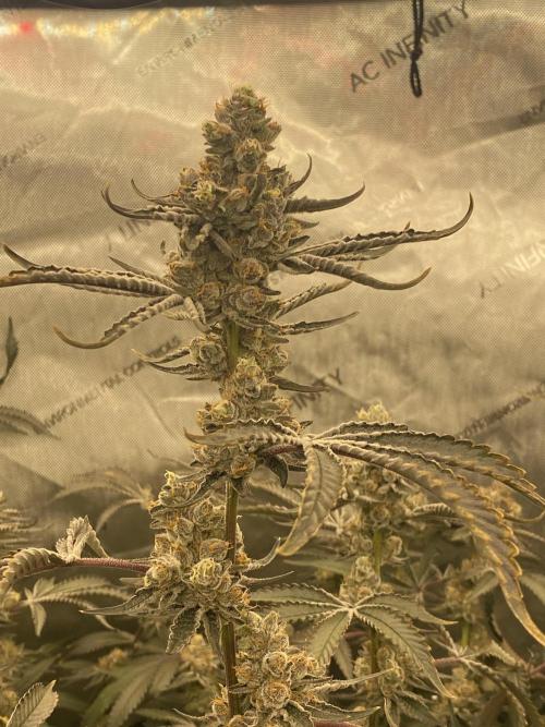 Double cheetah. Week 12