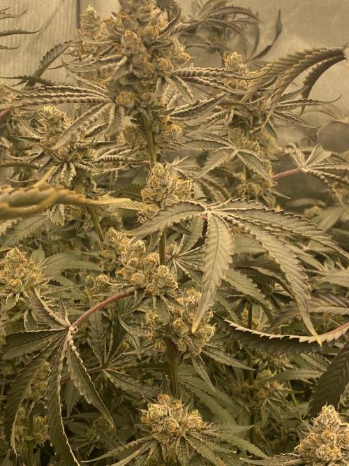 Double cheetah. Week 12