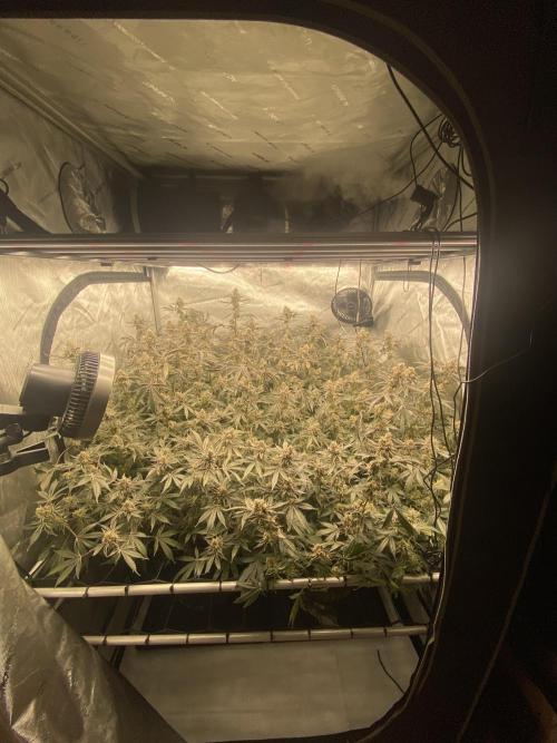 Double cheetah. Week 12