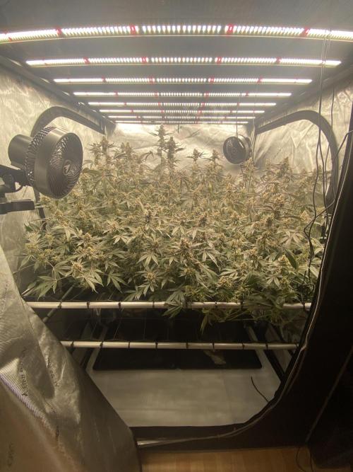 Double cheetah. Week 12