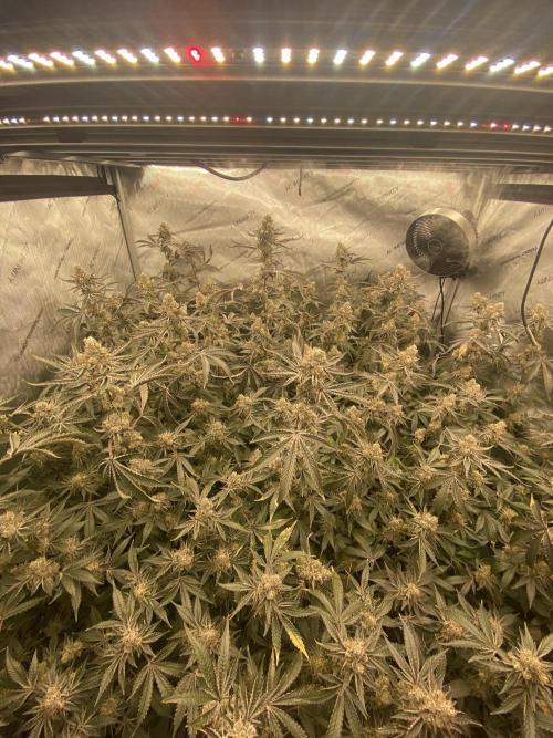 Double cheetah. Week 12