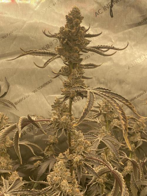 Double cheetah. Week 13