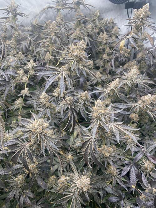 Double cheetah. Week 14