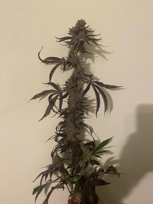 Double cheetah. Week 14