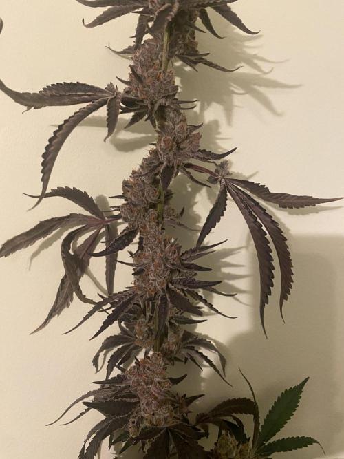 Double cheetah. Week 14