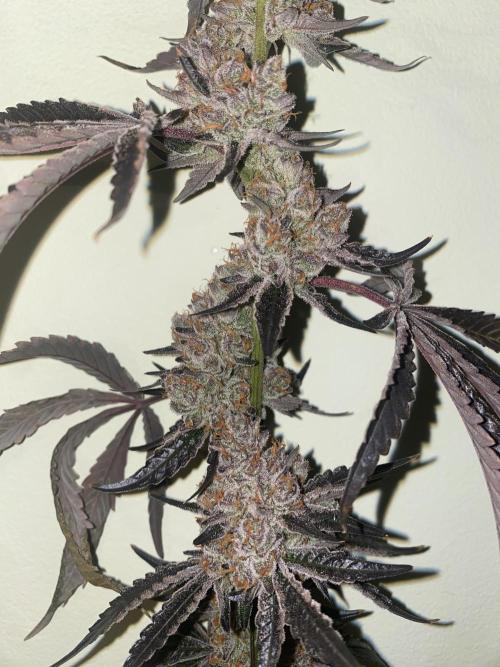 Double cheetah. Week 14