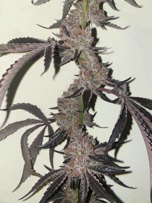 Double cheetah. Week 14