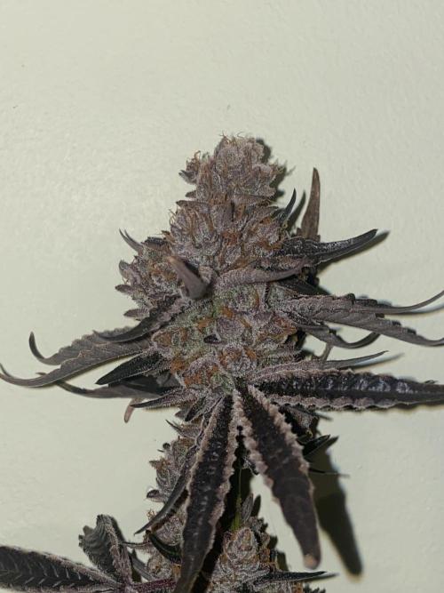Double cheetah. Week 14
