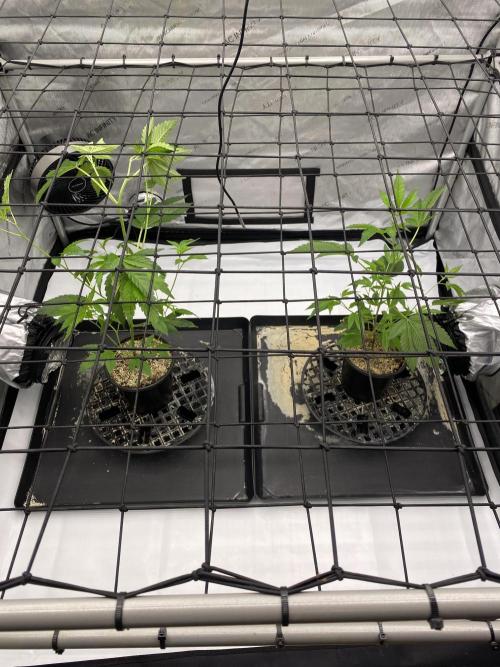 Double Halle Berry. Week 1