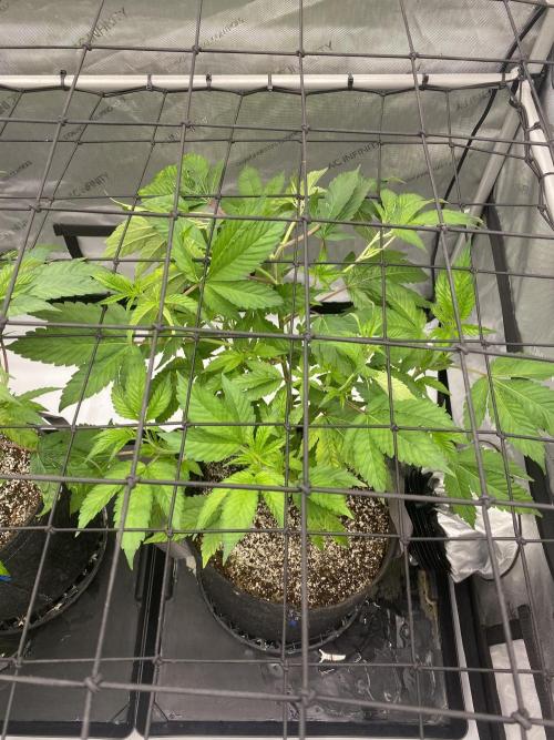Double Halle Berry. Week 2