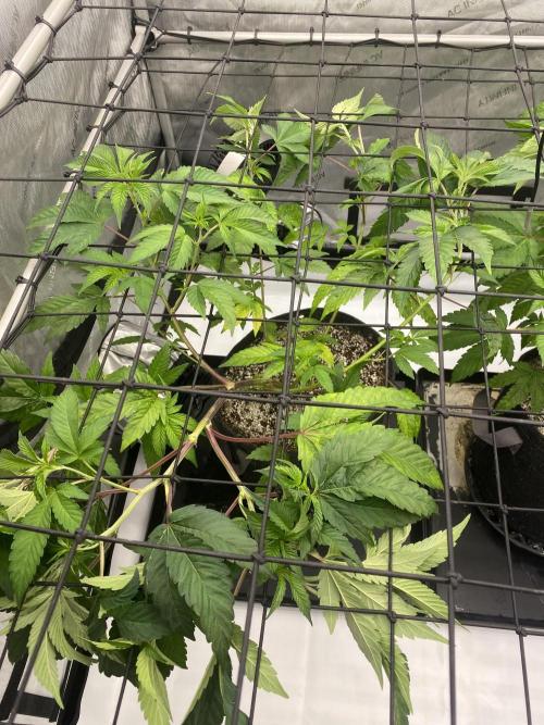 Advance Grow Tent System 4x4 with Smart Controls. Week 2