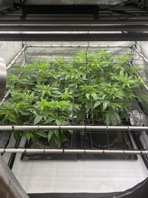 Double Halle Berry. Week 3