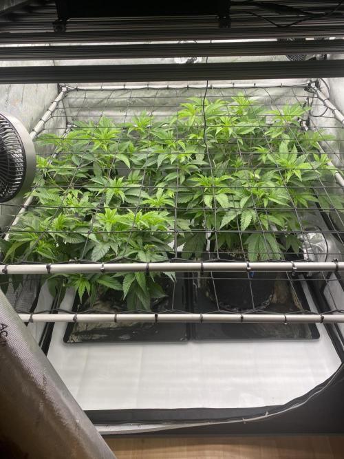 Double Halle Berry. Week 3