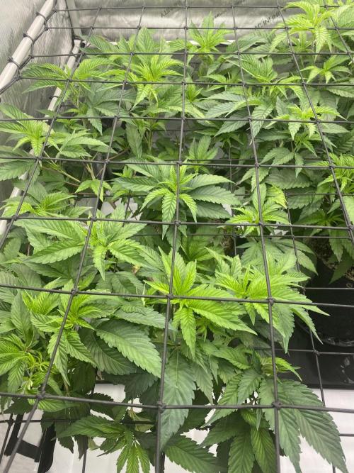 Double Halle Berry. Week 3