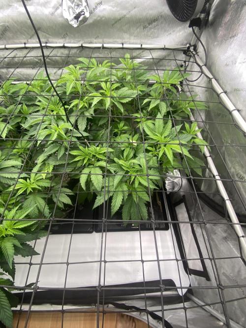 Double Halle Berry. Week 3