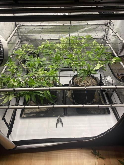 Double Halle Berry. Week 3