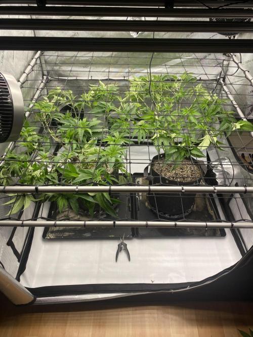 Double Halle Berry. Week 3