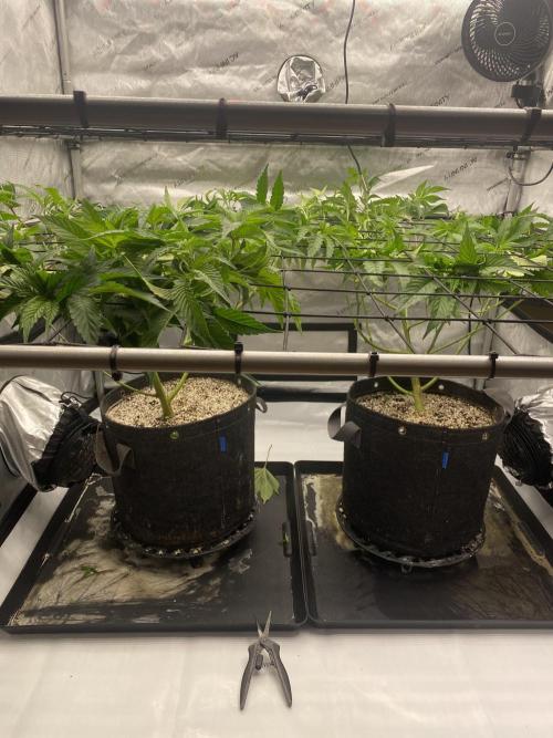 Double Halle Berry. Week 3