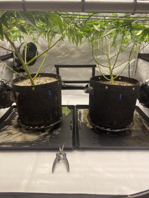 Advance Grow Tent System 4x4 with Smart Controls. Week 3