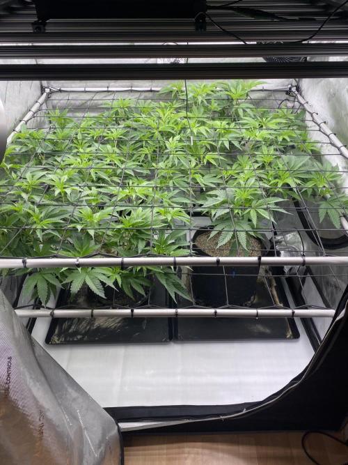 Double Halle Berry. Week 4