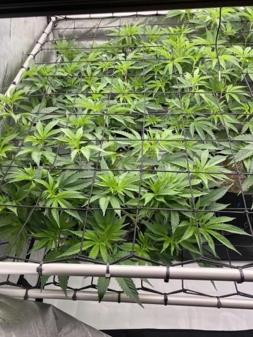 Double Halle Berry. Week 4