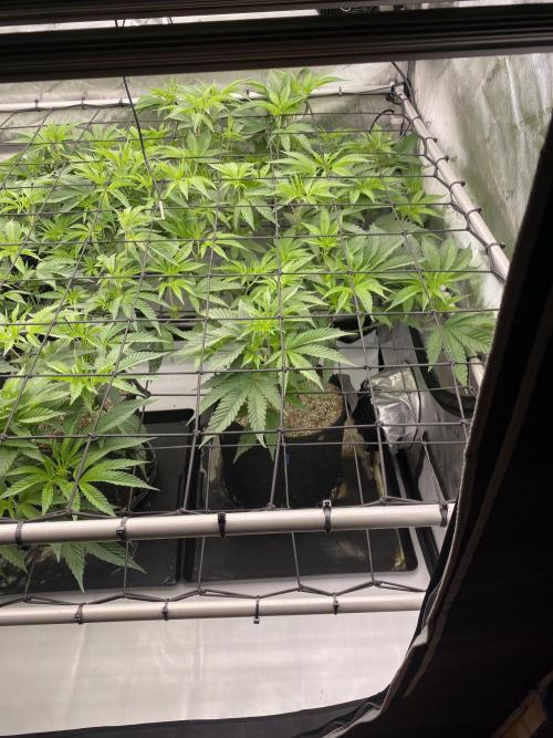 Double Halle Berry. Week 4