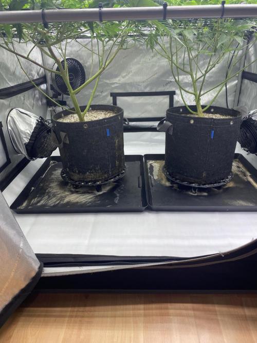 Double Halle Berry. Week 4