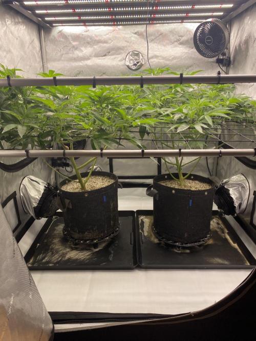 Double Halle Berry. Week 4