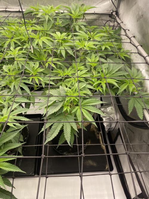 Advance Grow Tent System 4x4 with Smart Controls. Week 4