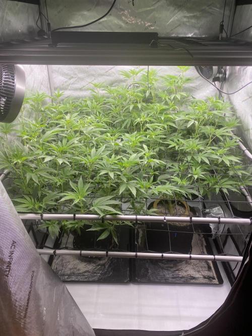 Double Halle Berry. Week 5