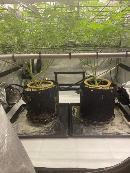 Double Halle Berry. Week 5