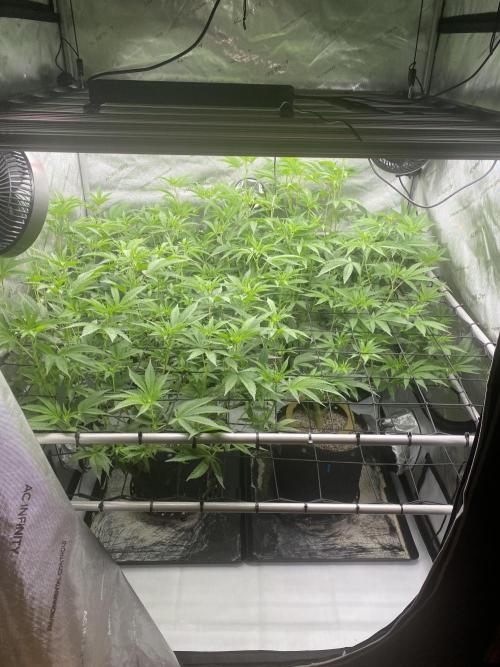 Double Halle Berry. Week 5